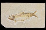 Bargain Fossil Fish (Knightia) - Wyoming #150582-1